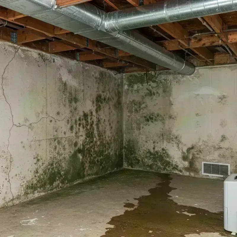 Professional Mold Removal in Hayti, MO